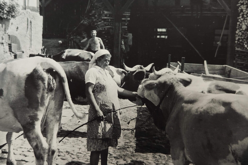 Kühe beim Weidetrieb